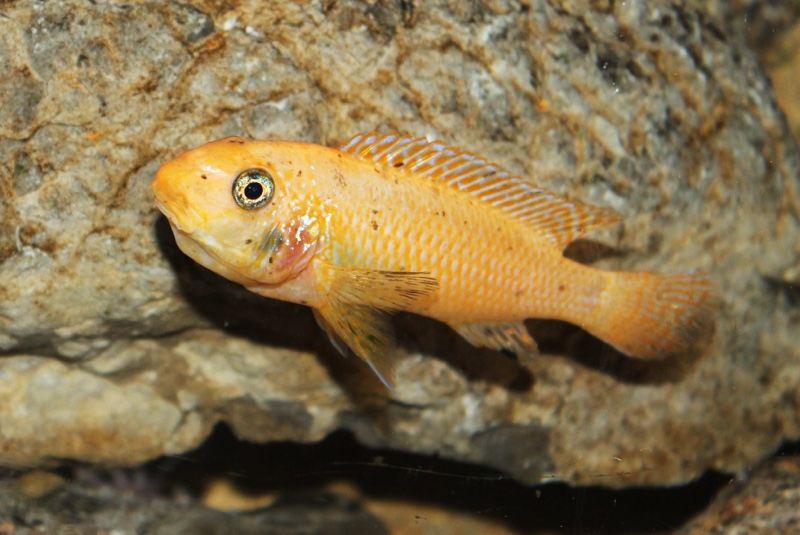 Labeotropheus trewavasae 'Thumbi West Island'